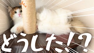 よっ！爪とぎ職人！変なポーズで北欧猫が爪を研ぐ姿に驚きｗ【保護猫/シャム猫/シャムミックス＆ノルウェージャンフォレストキャット】#cat #japanesecat