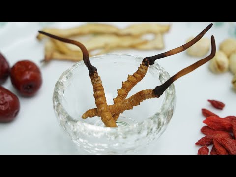 Cordyceps Sinensis: A Natural Support for Cancer Patients