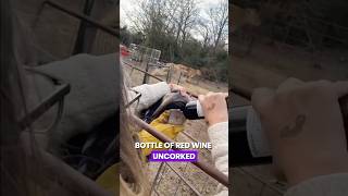 We Got Our Cow Drunk