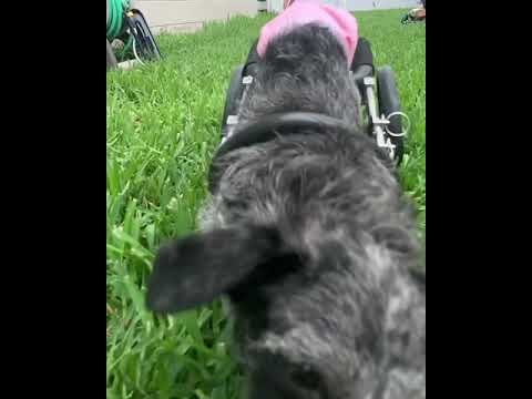 Savannah, an adoptable Schnauzer & Terrier Mix in Orlando, FL_image-1