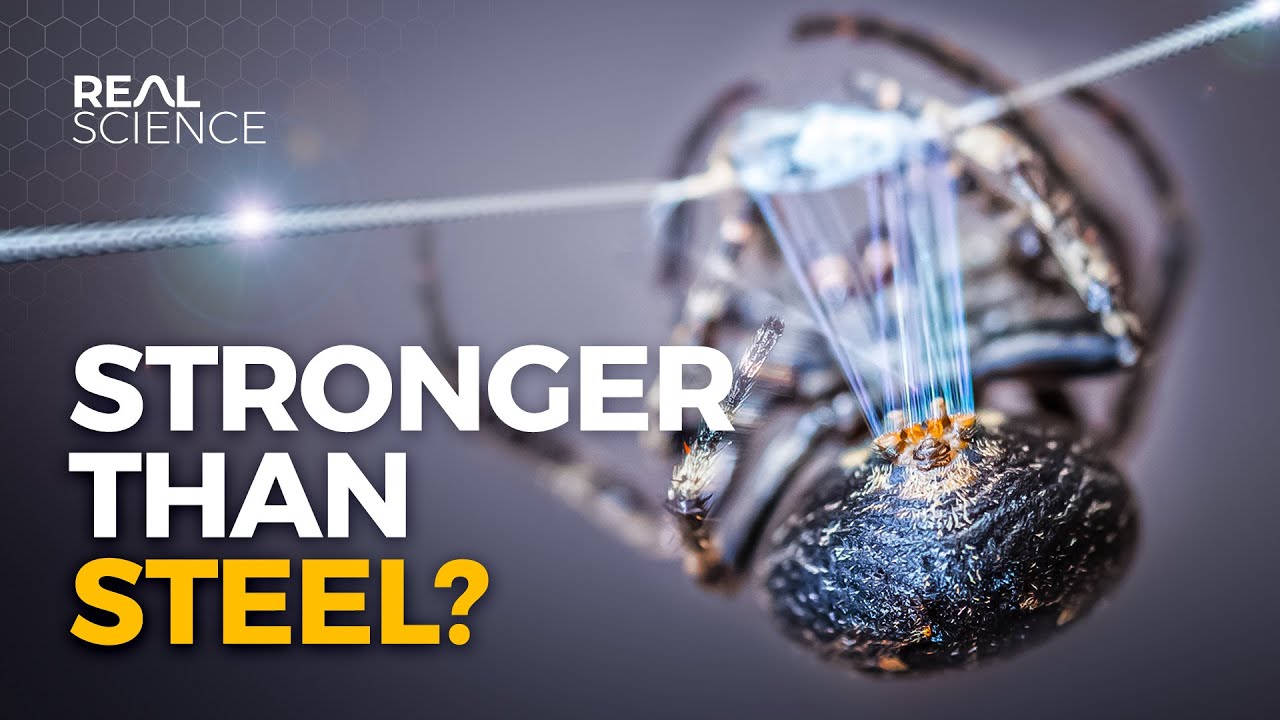 Why Spider Silk is Stronger Than Steel