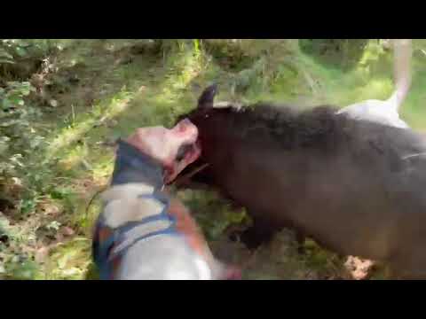 Caza de jabalí sur de chile, criadero terror Machine 