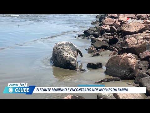 Elefante-marinho-do-sul é encontrado nos Molhes da Barra em São José do Norte