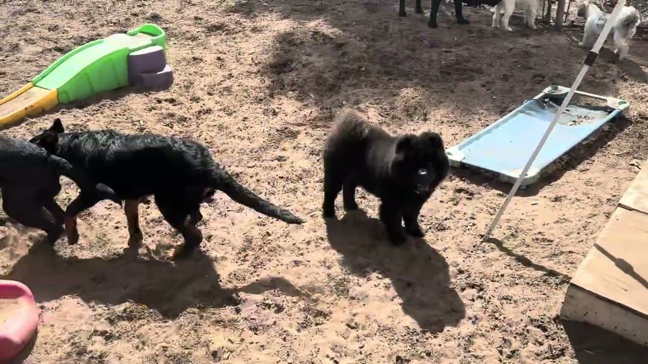 Enlarge KONA , a ADOPTABLE Chow Chow in Morehead City , NC video 5/6