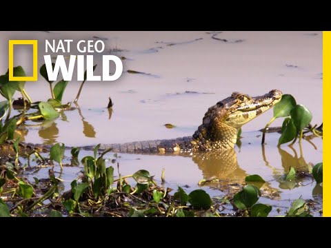 The Curious Case of the Vibrating Caimans | Wild Argentina