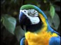 Hexstatic - Perfect Bird