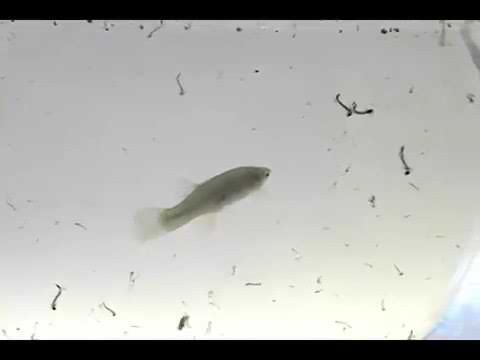 gambusia fish eat mosquito larvae