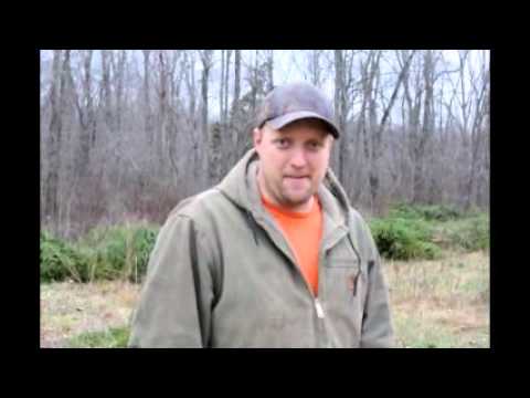 download lagu mp3 mp4 How Do Christmas Tree Farms Remove Stumps, download lagu How Do Christmas Tree Farms Remove Stumps gratis, unduh video klip How Do Christmas Tree Farms Remove Stumps