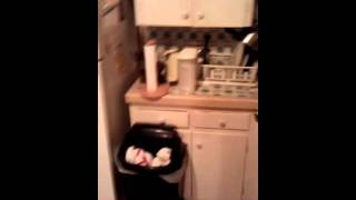 New Planet of the Apes CHOICE