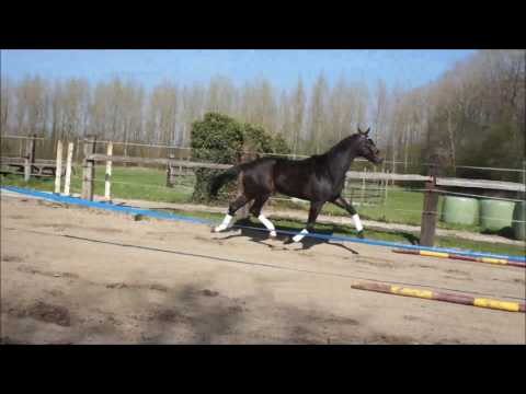 For sale: 3yrs old dressage stallion by ENZO FERRARI (Painted black)