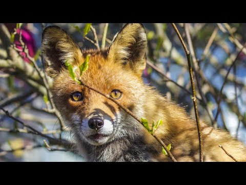 Ræve kan klatre i træer