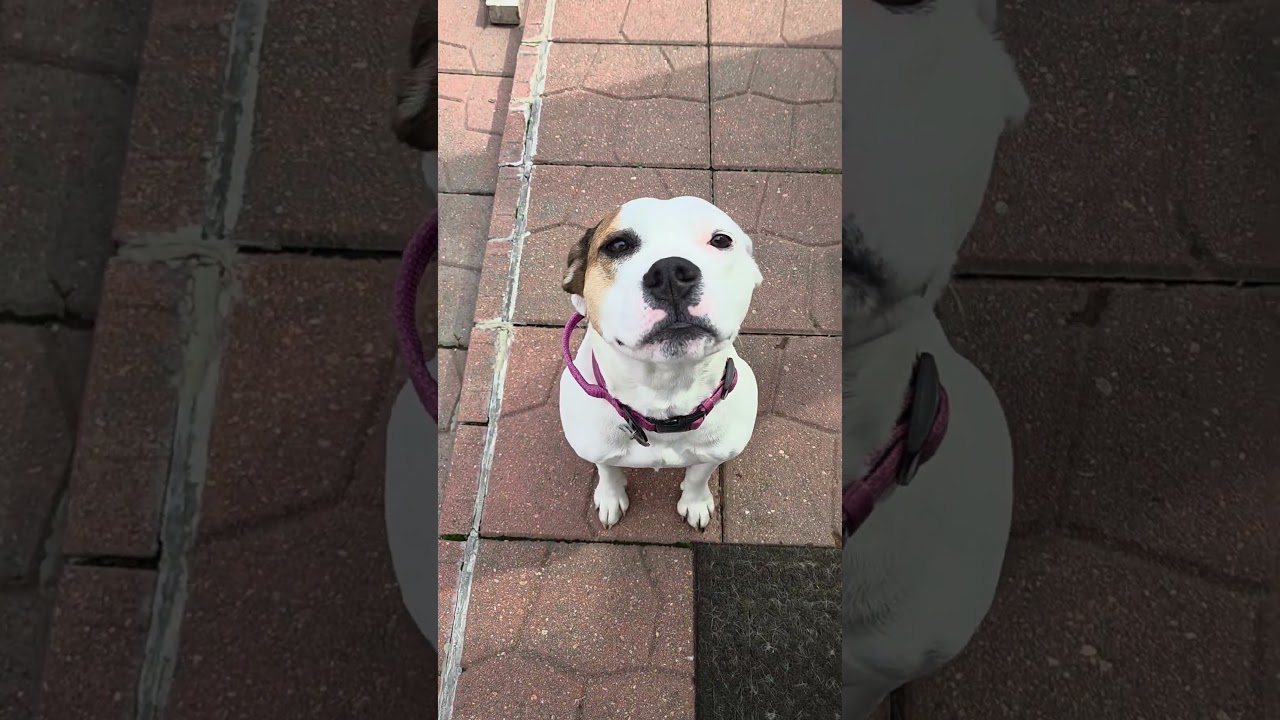 Enlarge Pearl, a ADOPTABLE mixed breed in Aurora, IL video 6/6