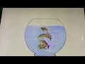 Sesame Street 5 Goldfish Subtraction