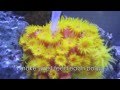 How I feed my Sun Coral (Tubastrea) 