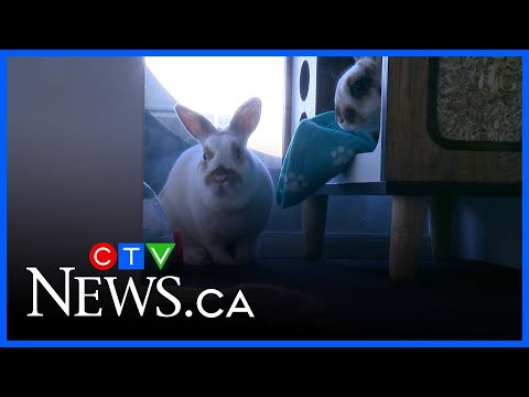 Rabbit shelter urges responsible pet ownersh - YouTube