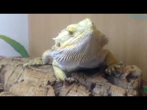 download lagu mp3 mp4 Stinky Lizard, download lagu Stinky Lizard gratis, unduh video klip Stinky Lizard