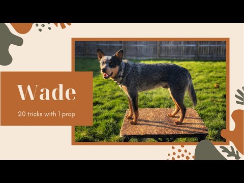 20 Tricks with 1 Prop