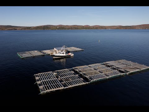 Growing the blue economy in Penobscot Bay with Mussel Farming