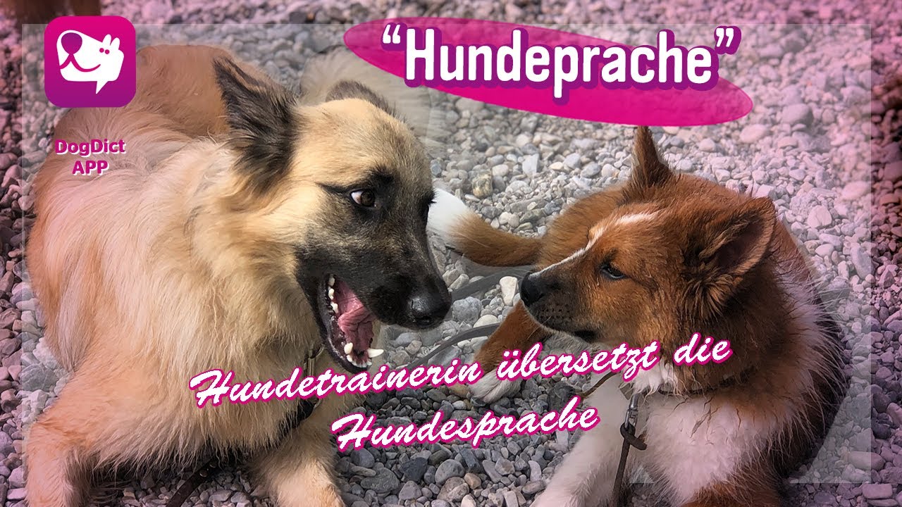 Folge 63: Hundetrainerin Alex Angrick übersetzt die Hundesprache