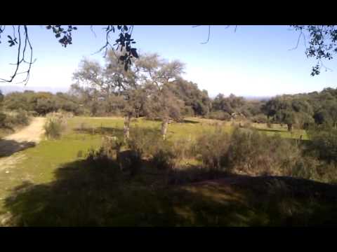 Cierva saltando en Monteria de Extremadura en Mesas de Ibor