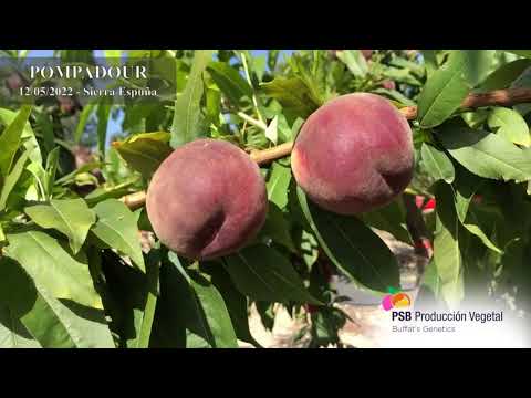 PSB POMPADOUR | BETA FİDAN