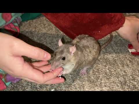 How to clicker train your pet rats - speed round!