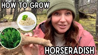Planting horseradish root | container gardening