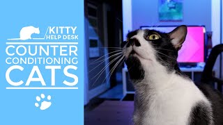 How to Use Desensitization and Counter Conditioning to Help Your Cat be Less Fearful