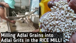 How to Make Adlai Grits for cooking from  harvested Adlai grains using the Rice Mill Facility