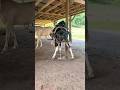 Horse Farts Horse Horses Fun Funny Funnymoments Funnyvideo Fart