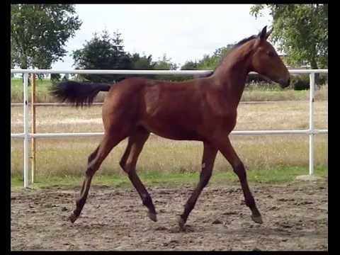 Zordiamont N Talent Charboniere ( v. Diamant de Semilly)  For sale