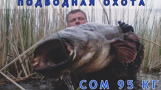 Рыбалка на трофейных сомах