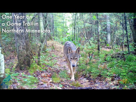 One year on a game trail in Northern Minnesota