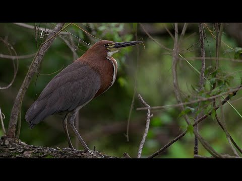 The Beautiful Birds Of Argentina | The Wild Place | BBC Studios
