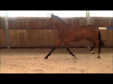 Stute v. Mylord Carthago