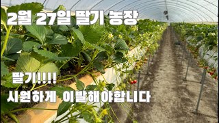 자연이팜 딸기 재배 관리 “이파리 작업 관리 방법” 딸기 이발소 가는날
