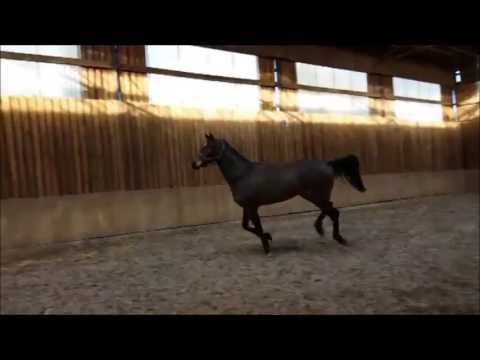 FOR SALE - Contino - *2011, gelding, Conthargos x Stakkatol, www.salesporthorses.com