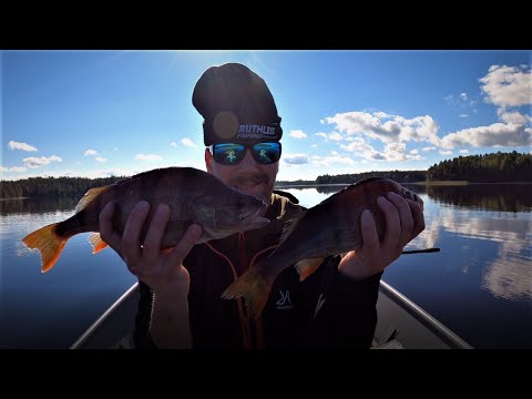 KALASTUSTA SAVOSSA - AHVENEN & KUHAN KALASTUS!