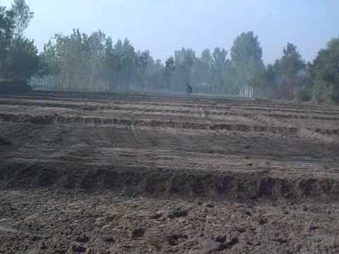 SHOAIB AKHTAR AND HIS GRAY HOUND DOG IN SARGODHA