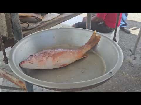 Belize City Fish Vendors Clash With Council Over Cut in Sale Days