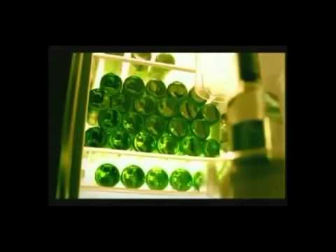 C.I.A feat Grasu XXL -Avem ( videoclip )