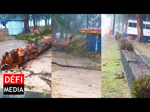 Plage de Flic en Flac : Un arbre s’écrase sur un van de fast-food