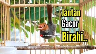 Download lagu PRENJAK GACOR Birahi, Cocok dan Ampuh untuk Mendongkrak Emosi Prenjak Anda. mp3 Download lagu PRENJAK GACOR Birahi, Cocok dan Ampuh untuk Mendongkrak Emosi Prenjak Anda. mp3