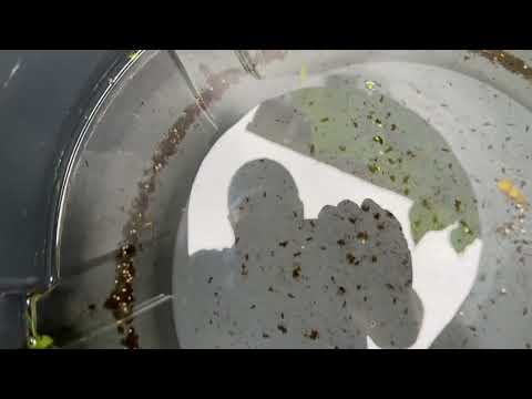 This is a Bucket Full of Mosquito Larvae in...