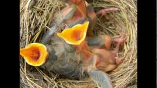 When the Red Red Robin Comes Bob Bob Bobbin' Along