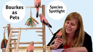 Rosey Bourke Parakeets as Pets | Living with Rosey Bourke Parakeets | Species Spotlight
