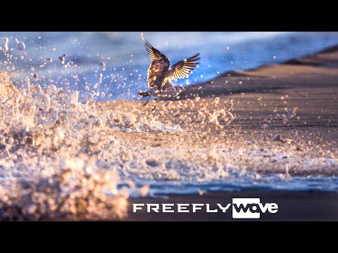 🎥 4K Slow Motion Reel with the new Freefly Systems Wave Camera! 4K 422FPS 🔥