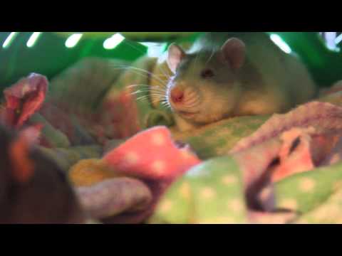 Odd Eyed Rat Swaying Video