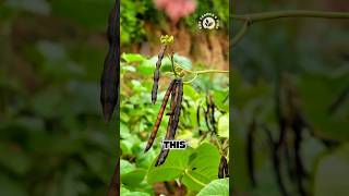 Download lagu Mung beans processed in strange way 🫛 #mungbean #harvest #village #food #noodles #homemade mp3 Download lagu Mung beans processed in strange way 🫛 #mungbean #harvest #village #food #noodles #homemade mp3