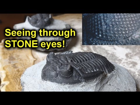 Trilobites: the creature that looked on the world through STONE eyes!